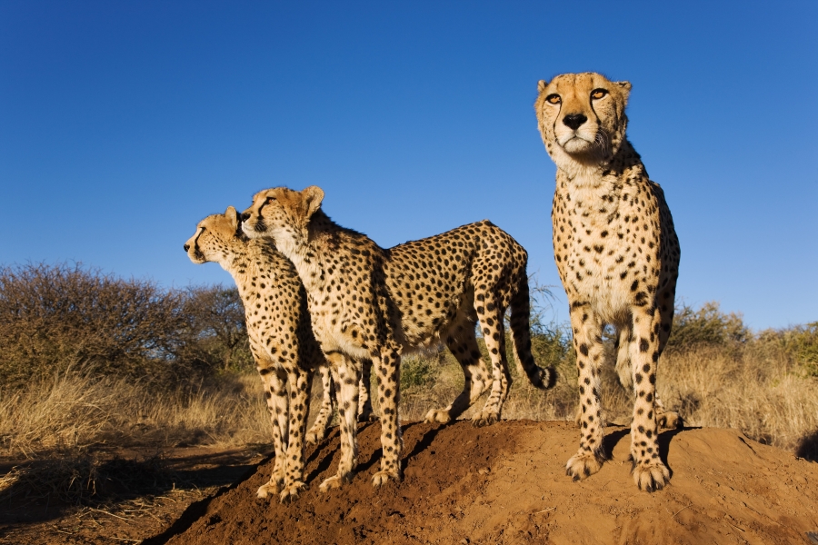 IL MEGLIO DELLA NAMIBIA