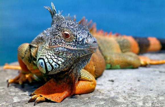 ECUADOR E GALAPAGOS