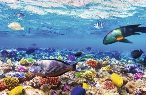 NATALE E CAPODANNO 2024 A SHARM EL SHEIKH