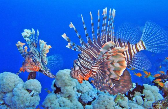 NATALE E CAPODANNO 2024 A SHARM EL SHEIKH